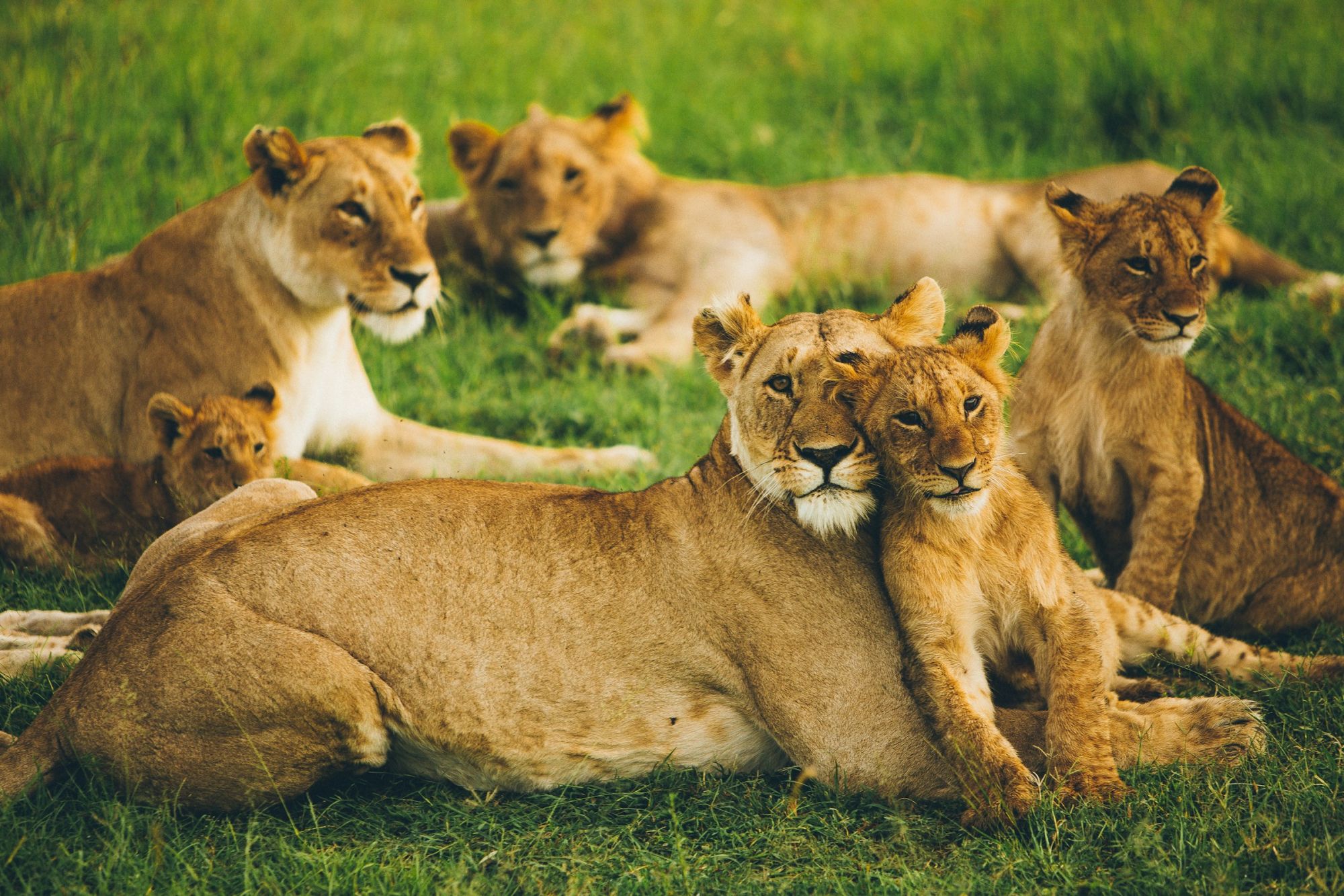Dawn light across the Maasai Mara